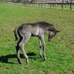 BUDDY - out of Joella Deville (Owned by Roger & Janet Seehafer)